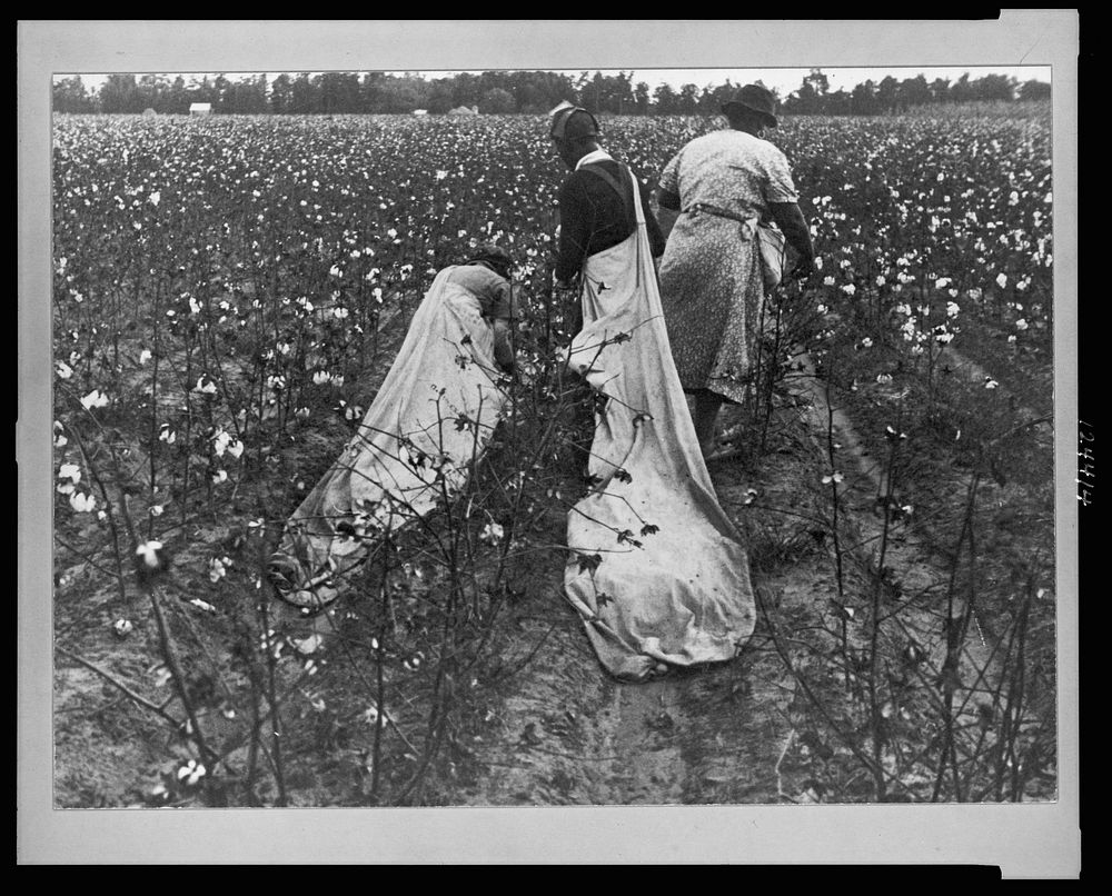 Cotton picking, Pulaski County, Arkansas. Sourced from the Library of Congress.