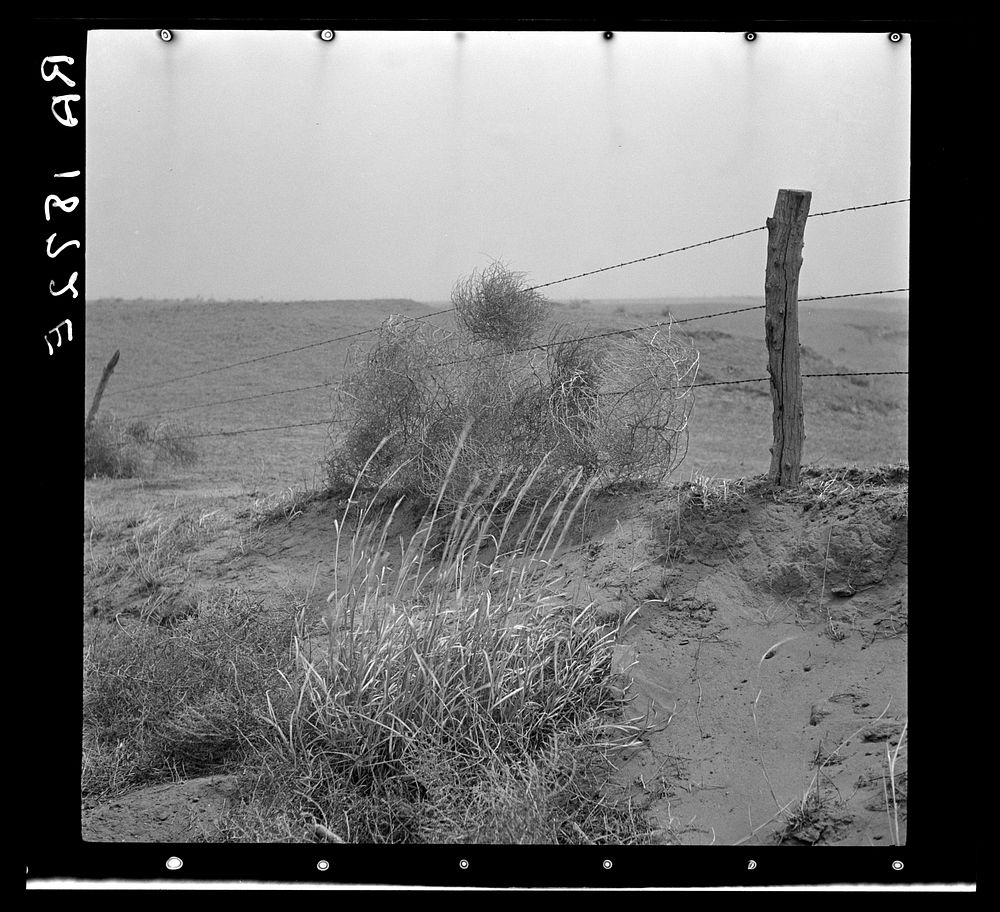 Tumbleweeds caught on a barbed wire fence. Ford County, Kansas. Sourced from the Library of Congress.