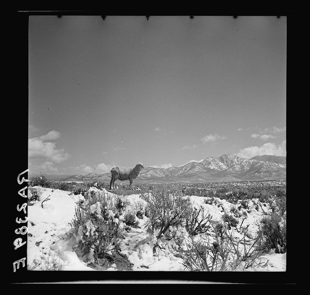 Sheep grazing on the land utilization project at Taos, New Mexico. This land formerly inhabited by the settlers at Bosque…