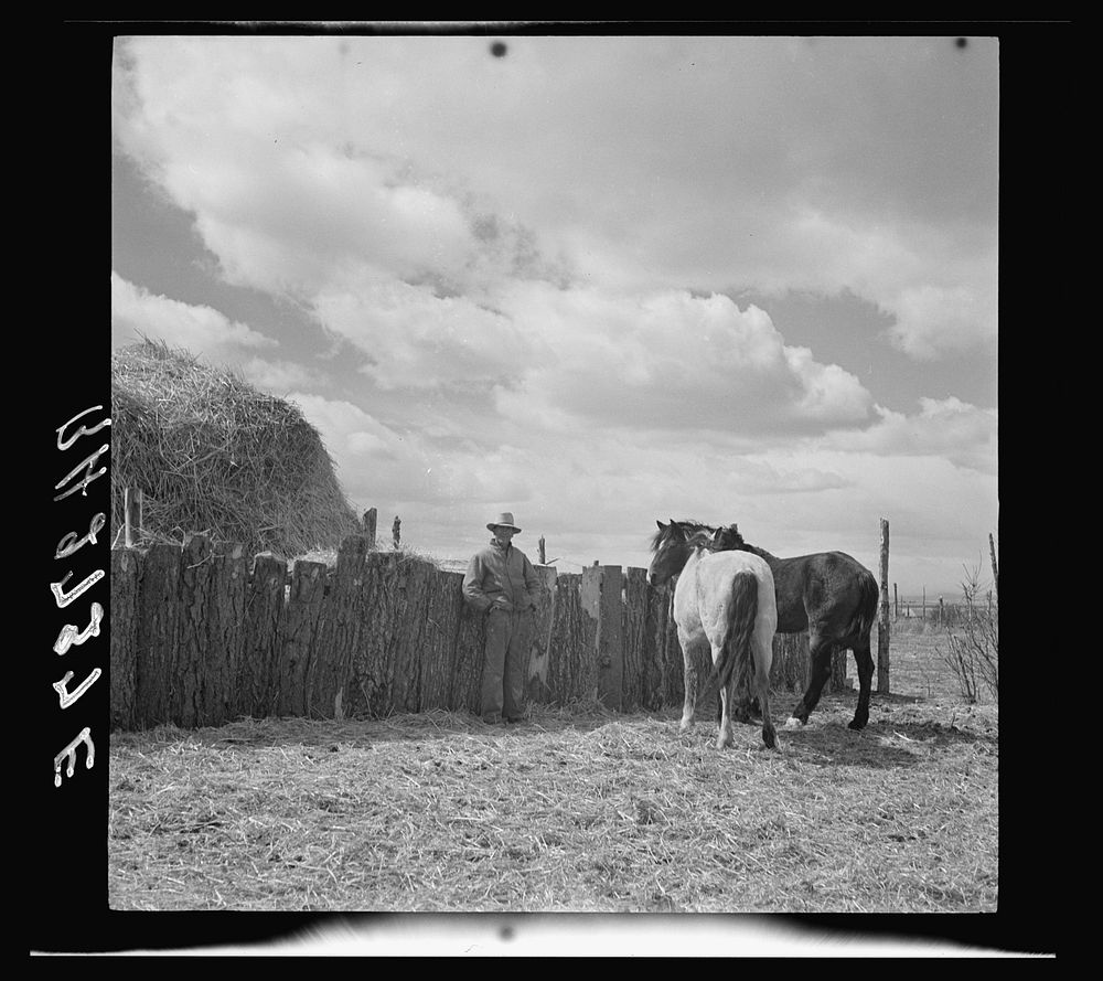 A rehabilitation client of Arroyo Seco, New Mexico, with team of horses purchased under a resettlement loan. Sourced from…