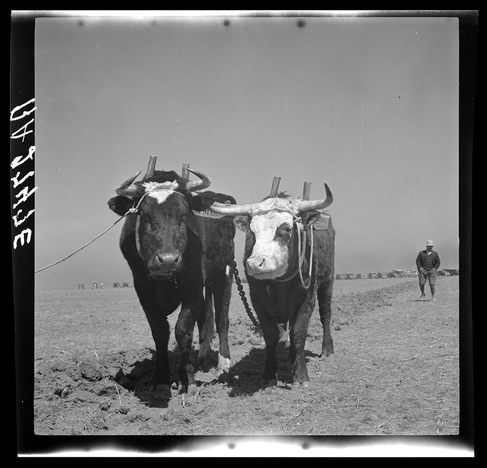 Oxen once used as work animals on the farms of northwest Texas. Sourced from the Library of Congress.