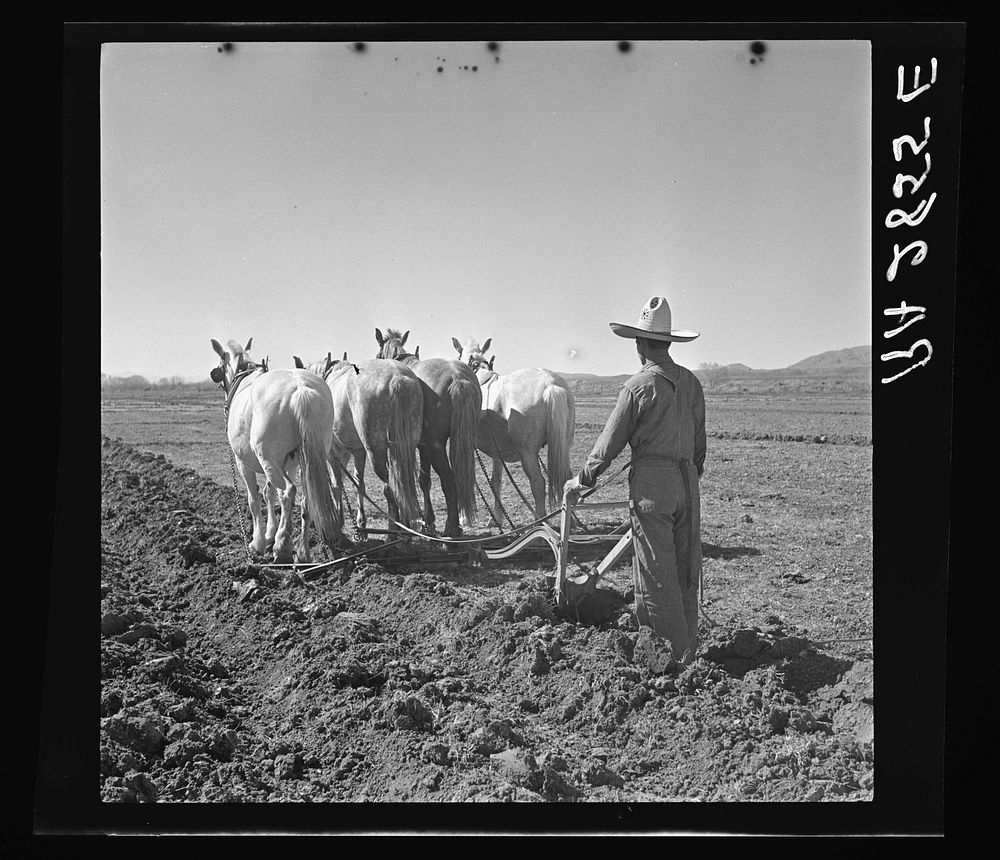 Rehabilitation client listing field before irrigating. Dona Ana County, New Mexico. Sourced from the Library of Congress.
