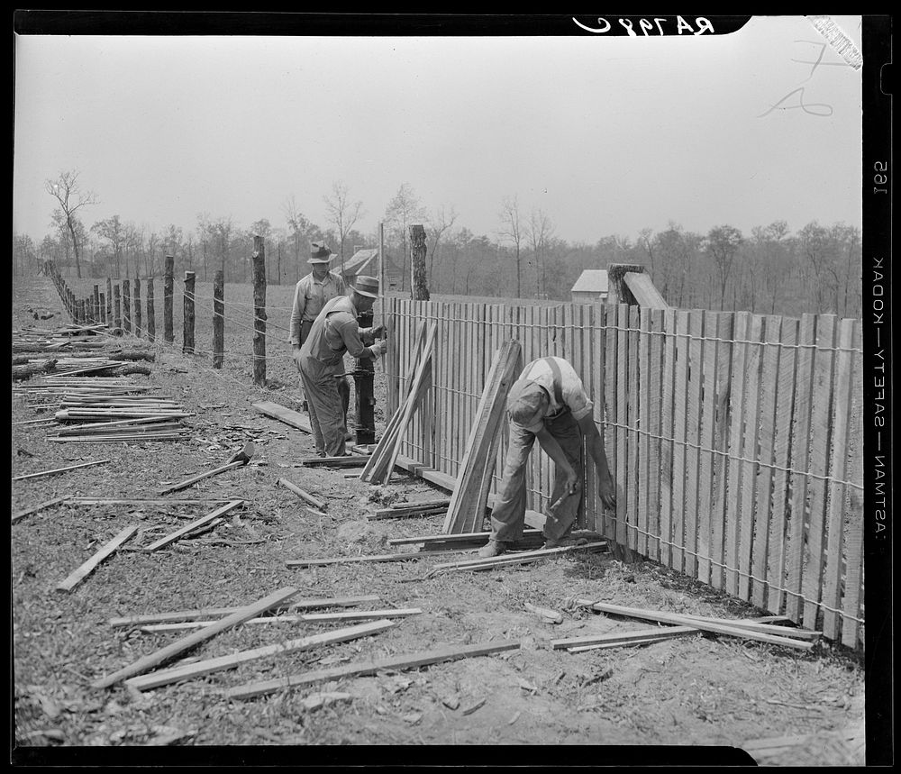 Erecting a fence at Cumberland Homesteads. Crossville, Tennessee. Sourced from the Library of Congress.