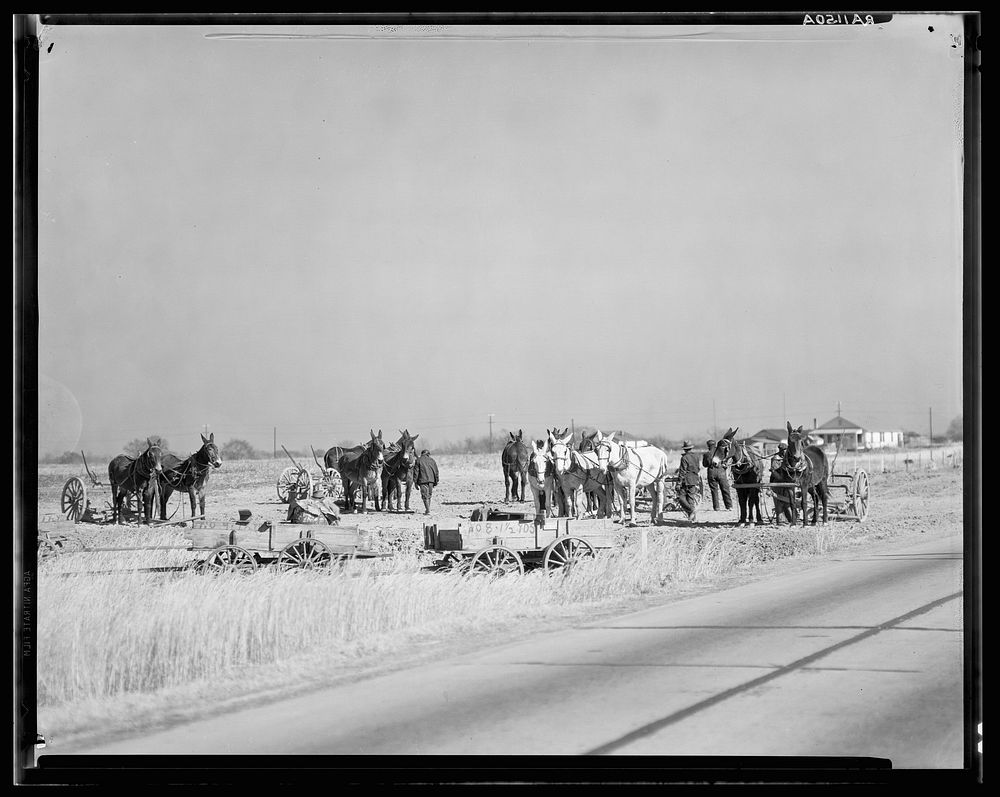 Mule teams near Montgomery, Alabama. Sourced from the Library of Congress.