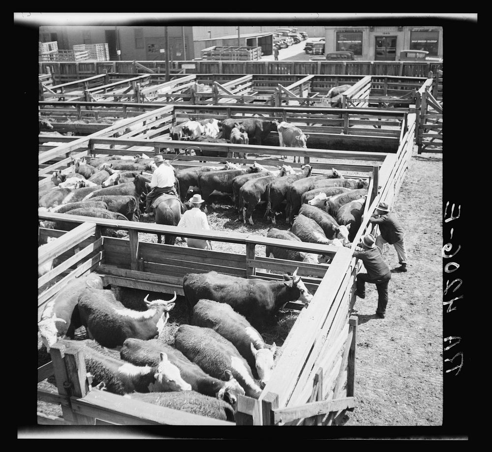 Inspecting cattle. Stockyards. Kansas City, Kansas. Sourced from the Library of Congress.