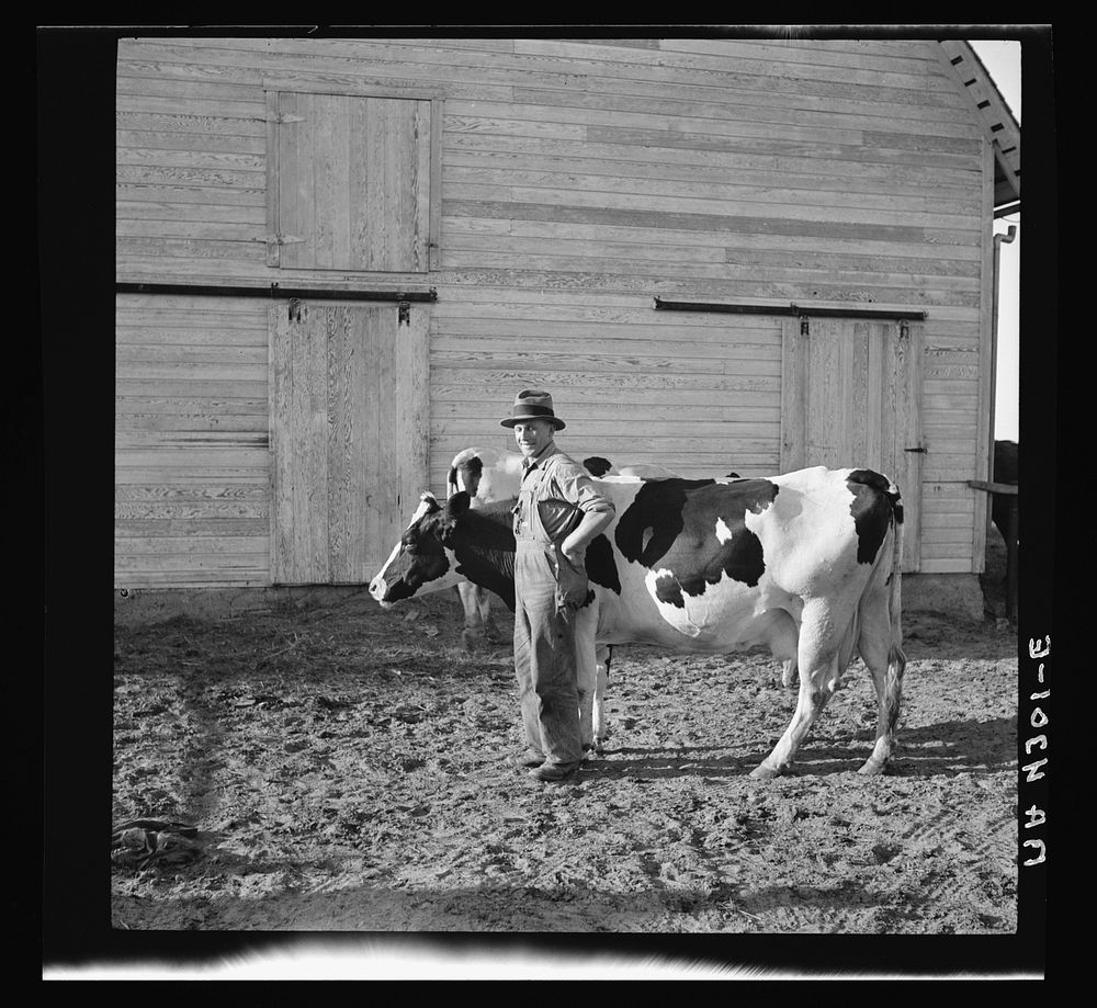 Resettled farmer and one of the cows on the Douglas County Farmsteads, Nebraska. Sourced from the Library of Congress.