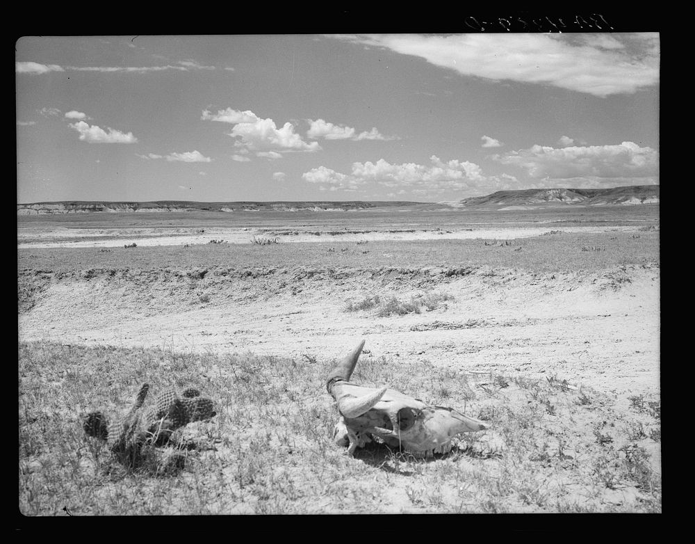 Overgrazed land. Pennington County, South Dakota. Sourced from the Library of Congress.