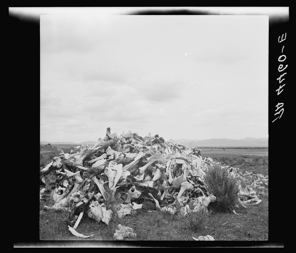 Pile of bleached bones of horses and cattle that have died on the overgrazed land in resettlement development area. Idaho.…