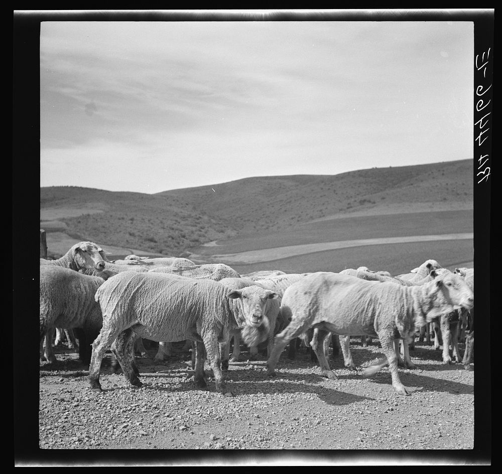 Newly-shorn sheep. Oneida County, Idaho. Sourced from the Library of Congress.