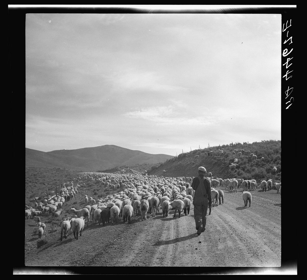 Sheep herder and flocks. Oneida County, Idaho. Sourced from the Library of Congress.