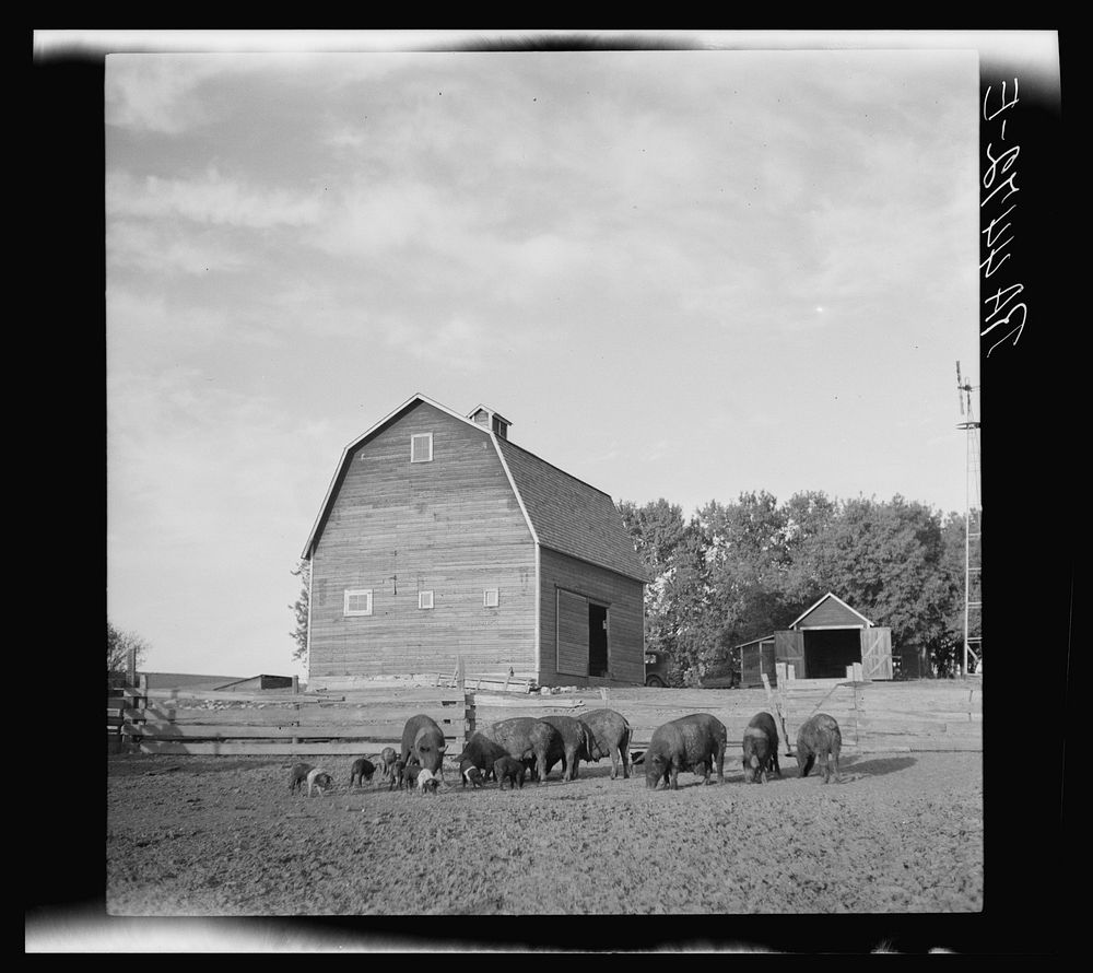 Barnyard scene on farm of rehabilitation client. Custer County, Nebraska. Sourced from the Library of Congress.