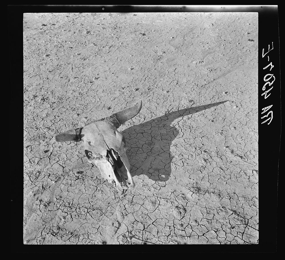 The bleached skull of a steer on the dry sun-baked earth of the South Dakota Badlands. Sourced from the Library of Congress.