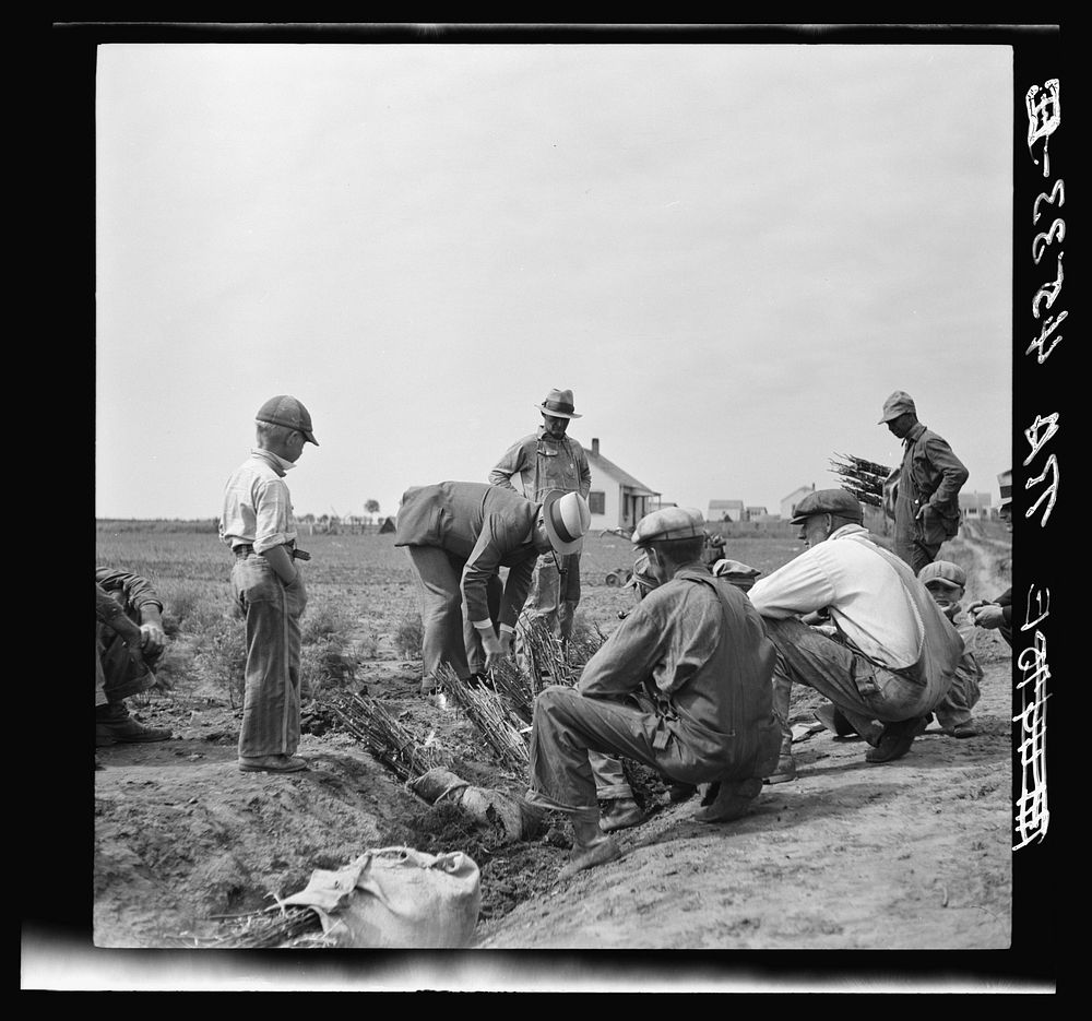 Discussing the method of planting strawberry bushes to prevent gulley erosion. Falls City Farmsteads, Nebraska. Sourced from…