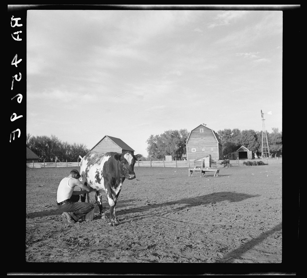Rehabilitation client's son milking cow. Custer County, Nebraska. Sourced from the Library of Congress.