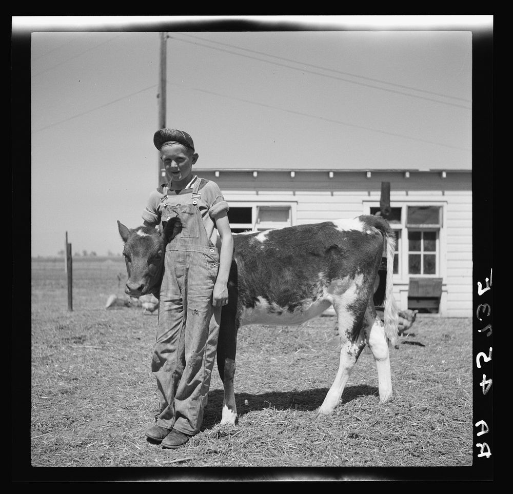 Farmsteader's son with prize 4-H Club calf. Fairbury Farmsteads, Nebraska. Sourced from the Library of Congress.