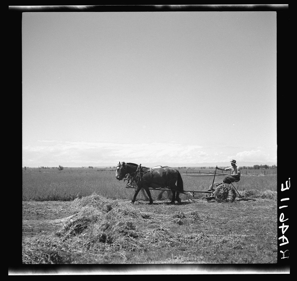 Mowing hay. Ada County, Idaho. Sourced from the Library of Congress.