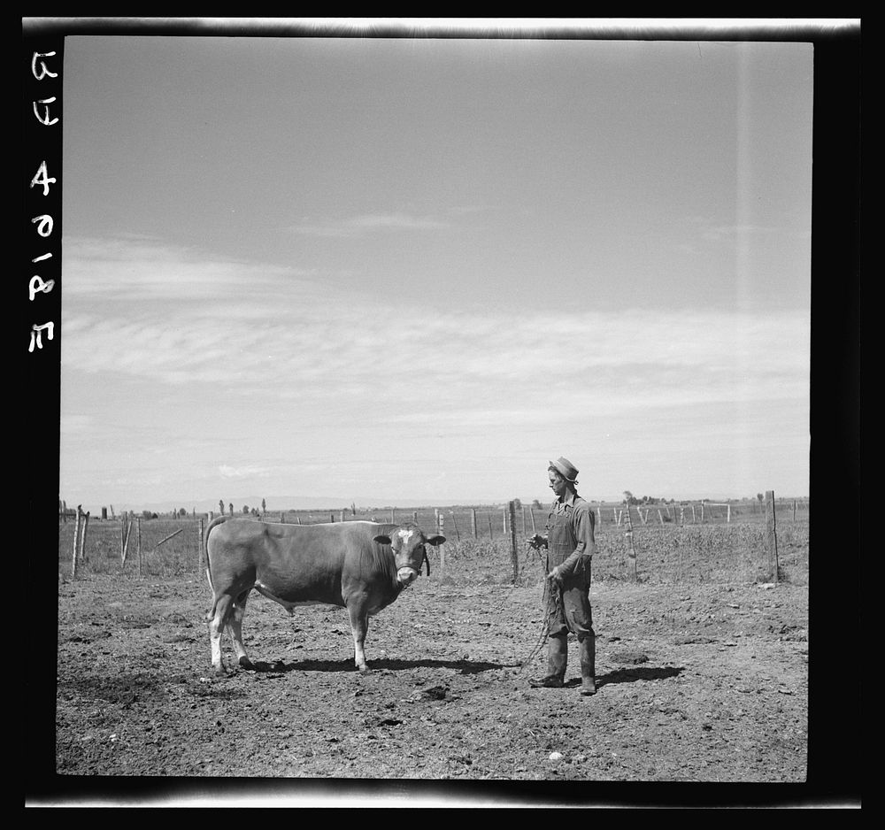 Rehabilitation client and prize bull. Ada County, Idaho. Sourced from the Library of Congress.