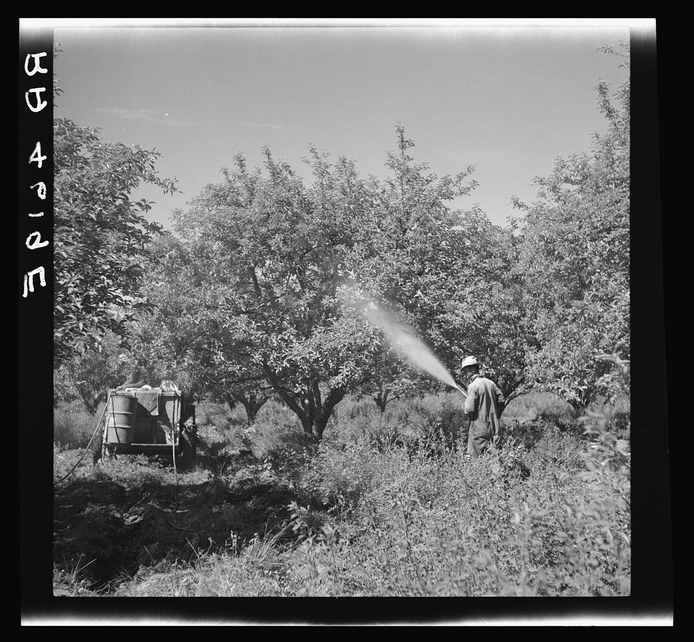 Spraying apple trees. Ada County, Idaho. Sourced from the Library of Congress.