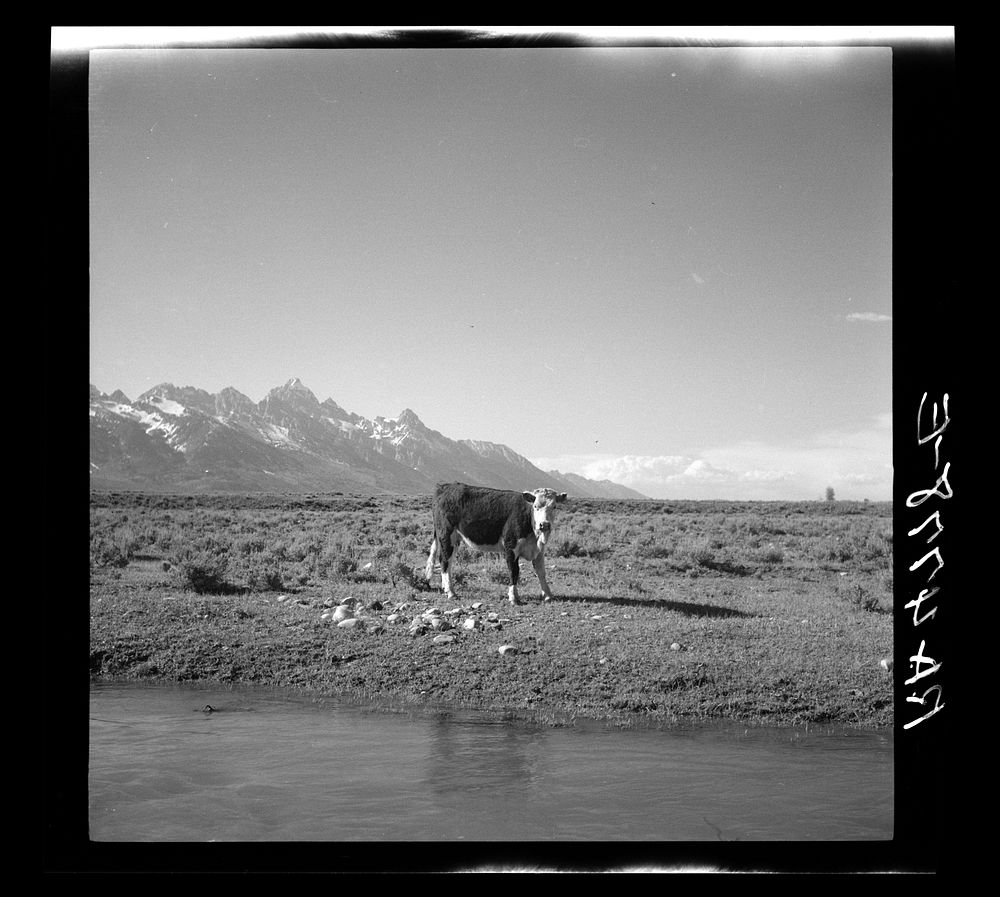 A cow grazing in the shadow of the Grand Tetons. Wyoming. Sourced from the Library of Congress.