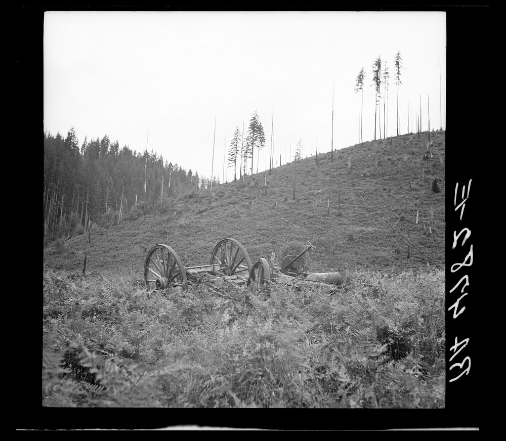A farm that has been cut over and allowed to become covered with ferns near Mapleton, Oregon. Sourced from the Library of…