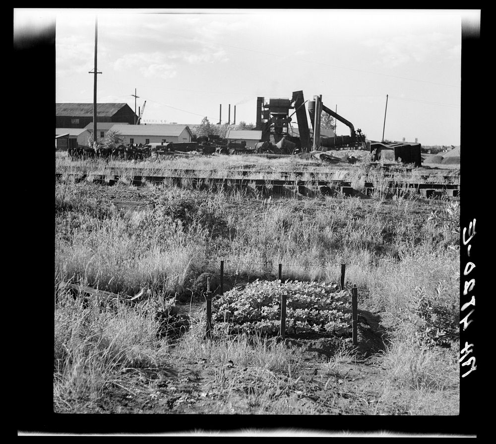 A typical garden patch in Hooverville. Portland, Oregon. Sourced from the Library of Congress.