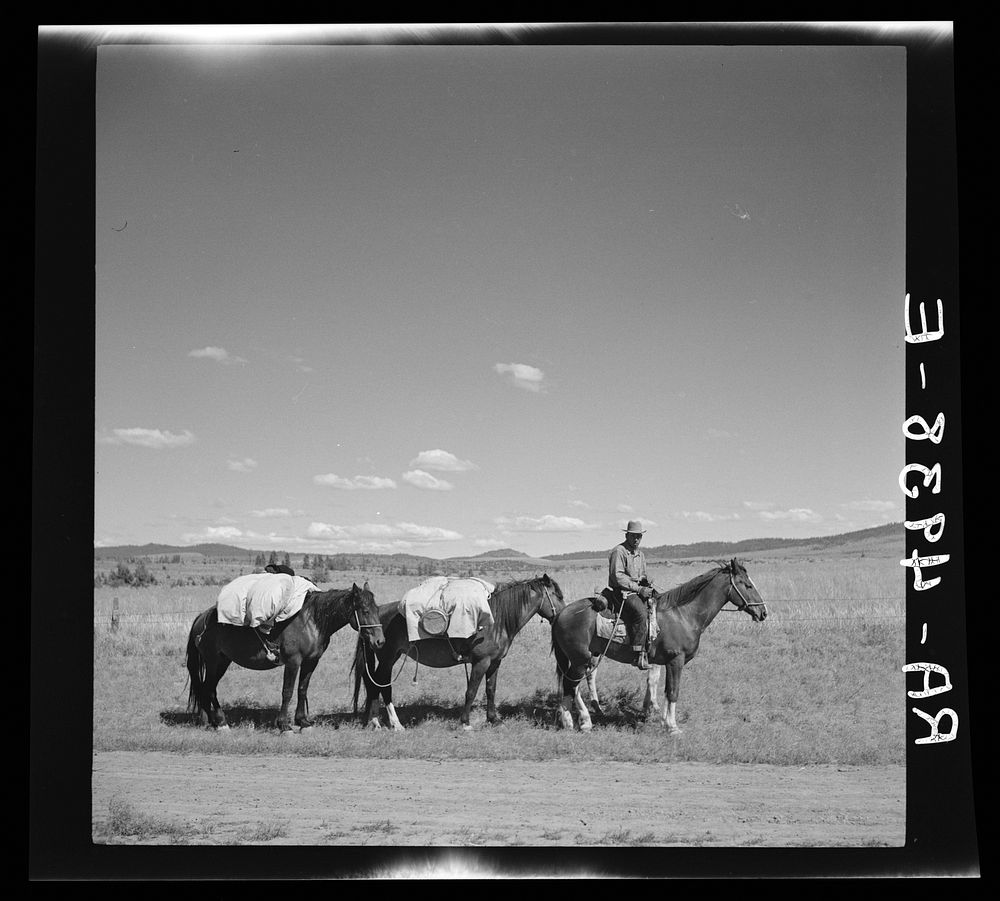 Sheep herder on the trail. Madras, Oregon. Sourced from the Library of Congress.