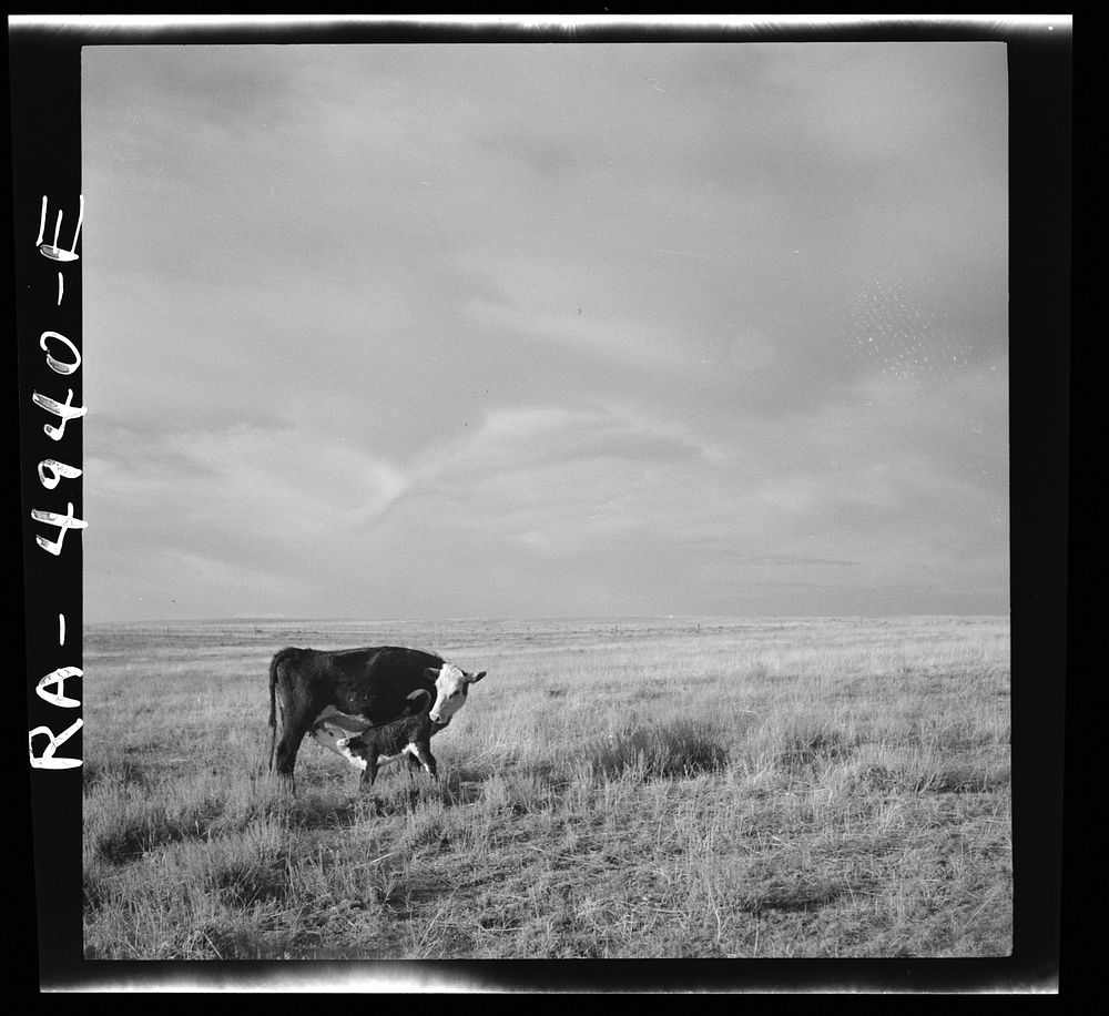 Grazing land. Madras, Oregon. Sourced from the Library of Congress.