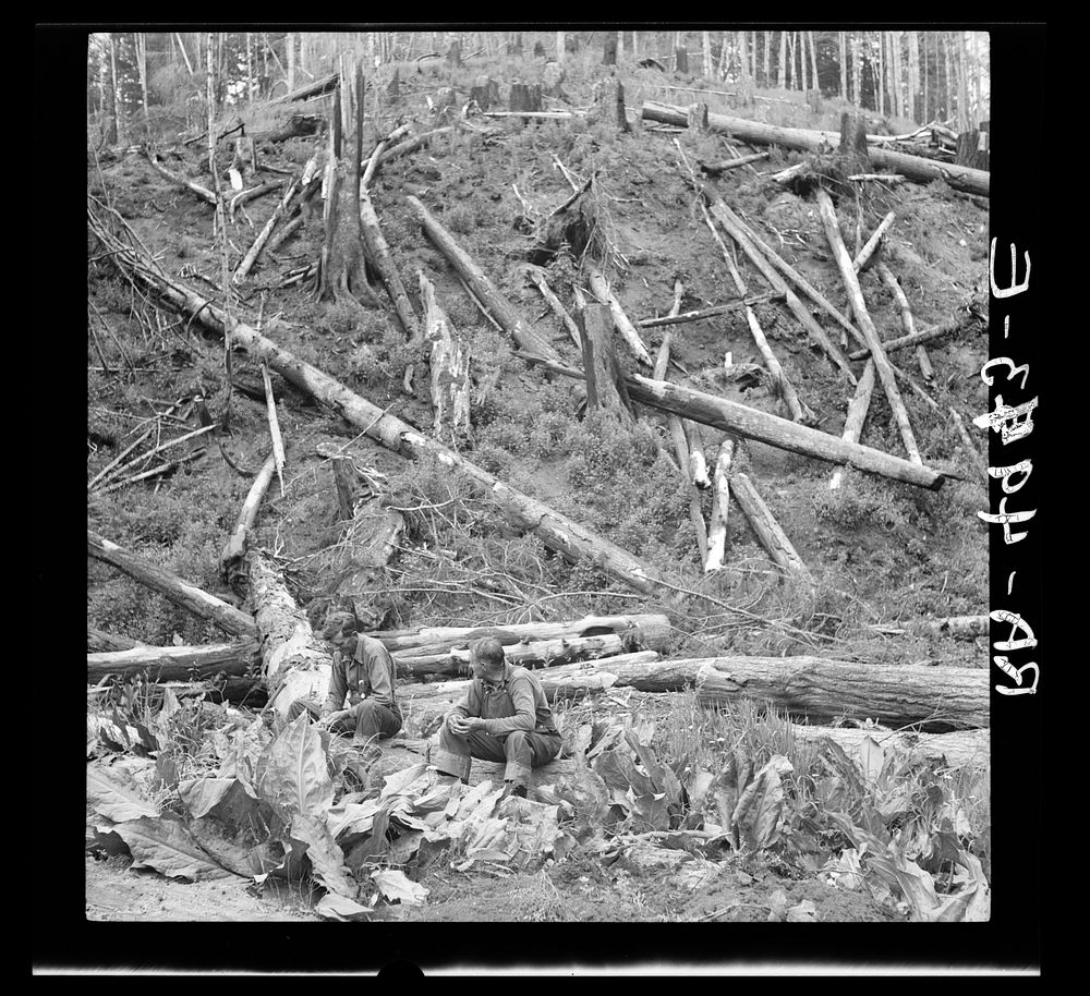 Cut-over land. Siltcoos, Oregon. Sourced from the Library of Congress.