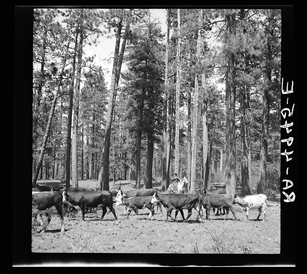 Herding cattle in summer pasture. Deschutes National Forest, Oregon. Sourced from the Library of Congress.