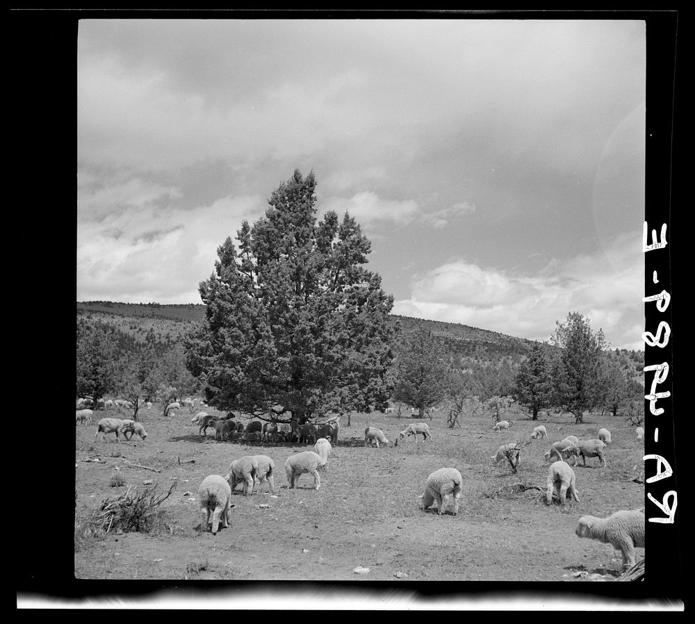 Sheep grazing in central Oregon. Sourced from the Library of Congress.