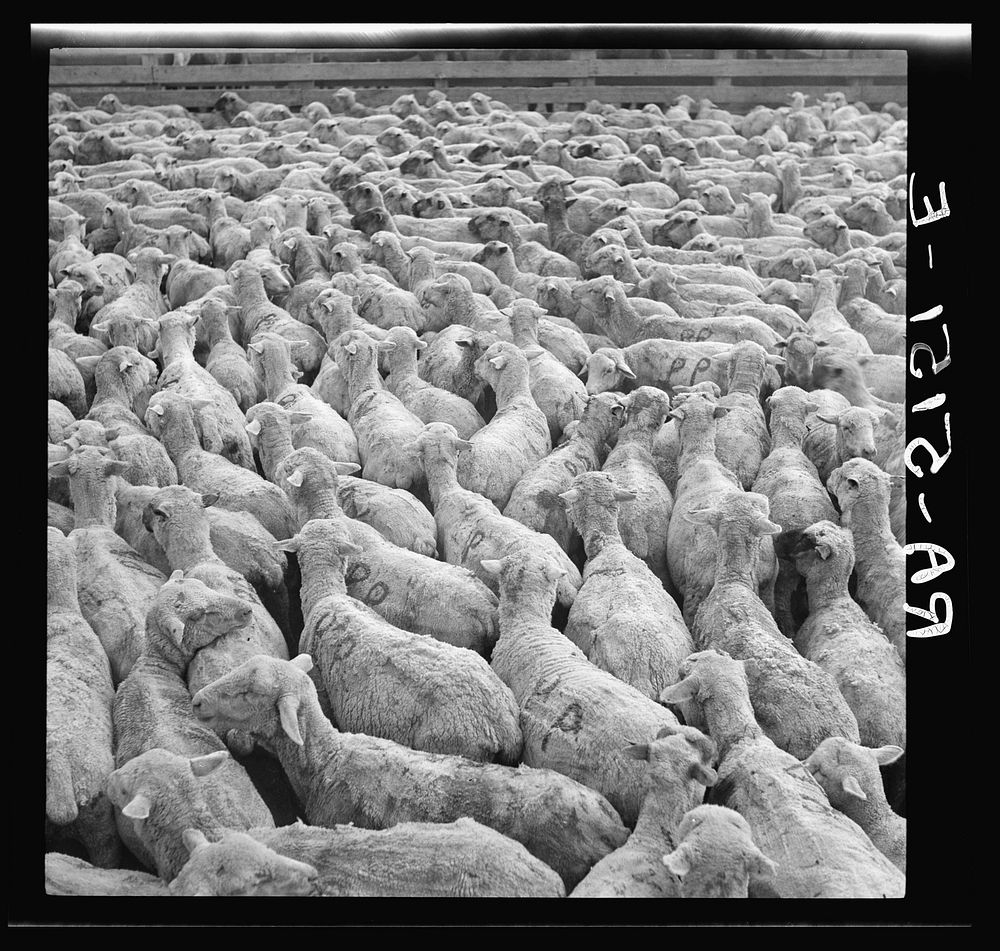 Sheep in stockyards awaiting shipment. Belfield, North Dakota. Sourced from the Library of Congress.