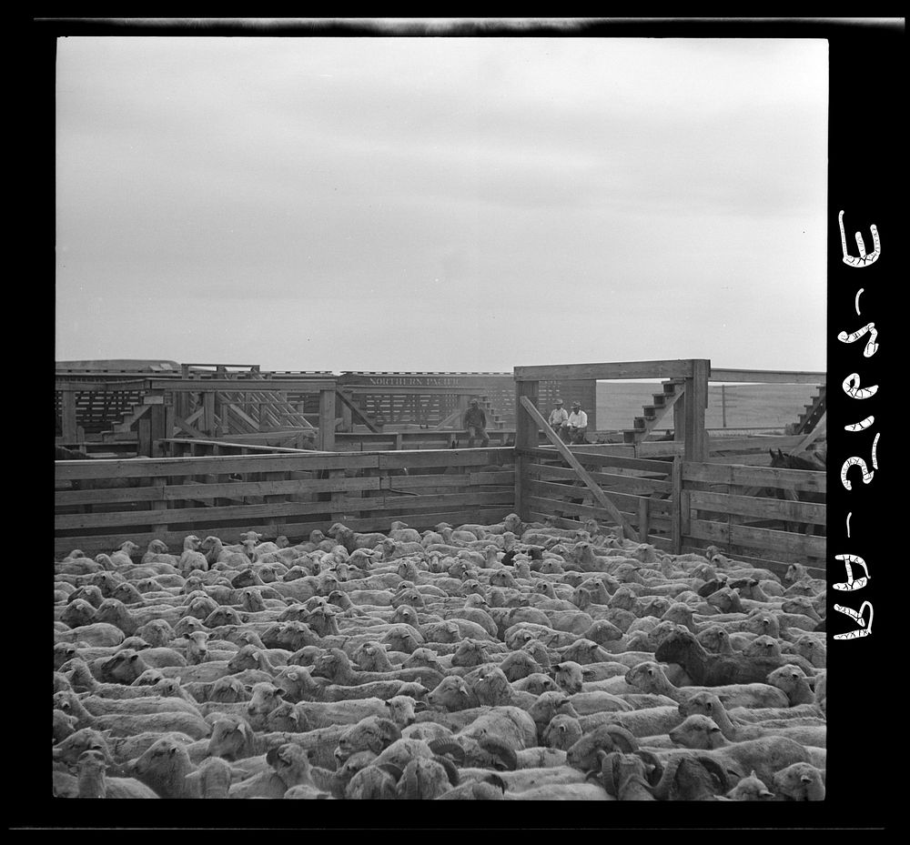 Shipping sheep out of drought area. Belfield, North Dakota. Sourced from the Library of Congress.