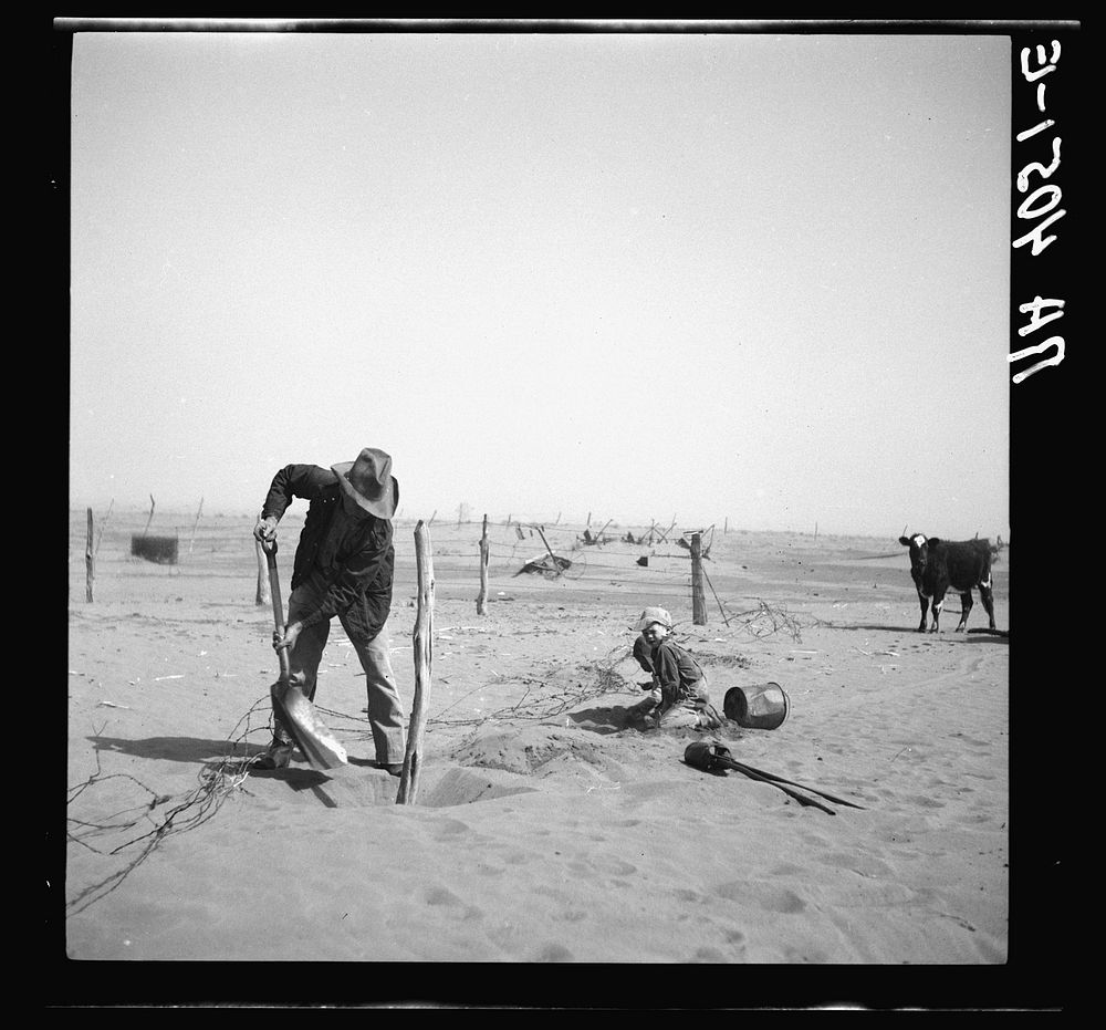 Dust bowl farmer raising fence to keep it from being buried under drifting sand. Cimarron County, Oklahoma. Sourced from the…