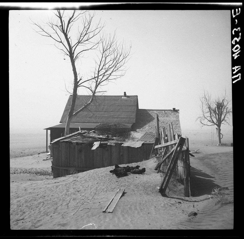 Chickens take shelter from sand. Cimarron County, Oklahoma. Sourced from the Library of Congress.