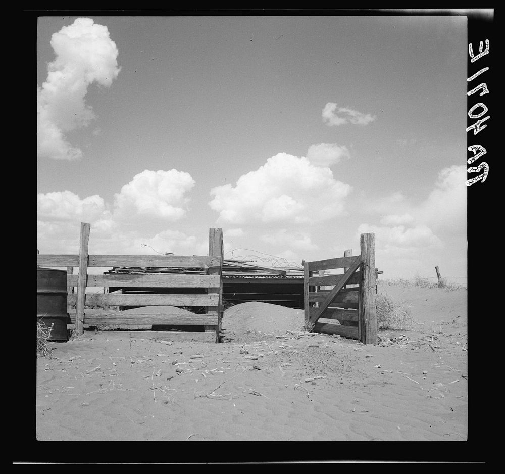 Invading mounds of sand forced abandonment of this hog pen. Castro County, Texas. Sourced from the Library of Congress.