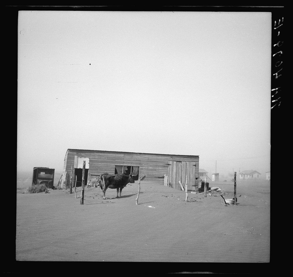 Cows that have been moved into the city still get plenty of dust. Boise City, Oklahoma. Sourced from the Library of Congress.