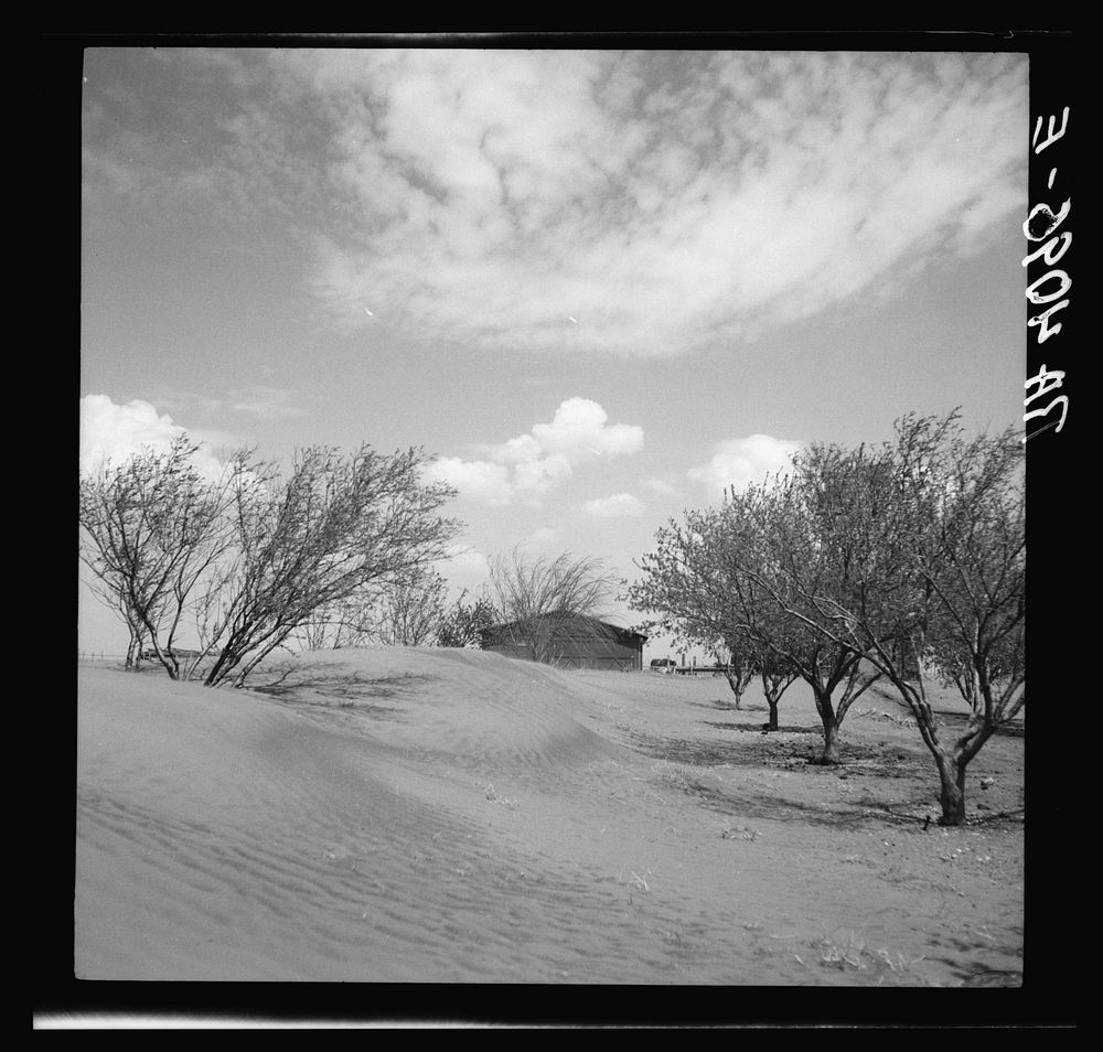 Sand dunes in orchard. Oklahoma. Sourced from the Library of Congress.