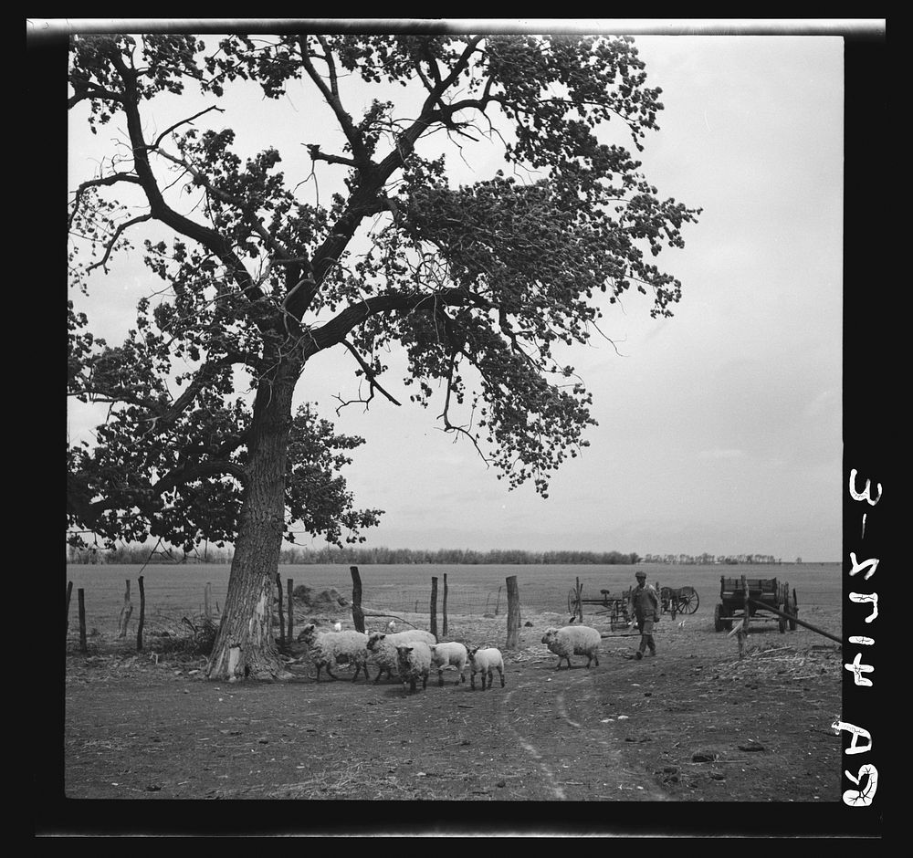 Rehabilitation client whose stock was saved by Farm Debt Adjustment Committee. Allen County, Kansas. Sourced from the…