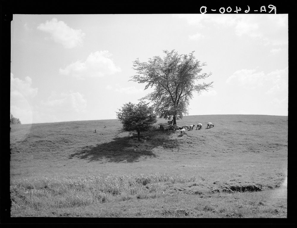 Sheep on farm near Roanoke, Indiana. Sourced from the Library of Congress.