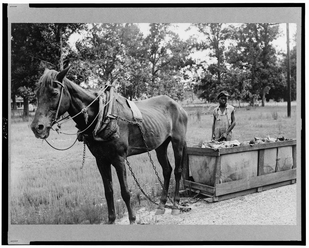Tobacco going to market near Stockton, Georgia. Sourced from the Library of Congress.
