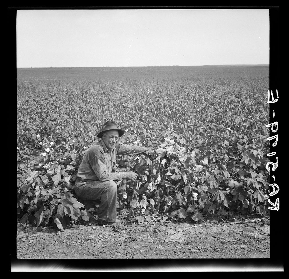 Rehabilitation client sharecropper and some of his cotton. Kaufman County, Texas. Sourced from the Library of Congress.