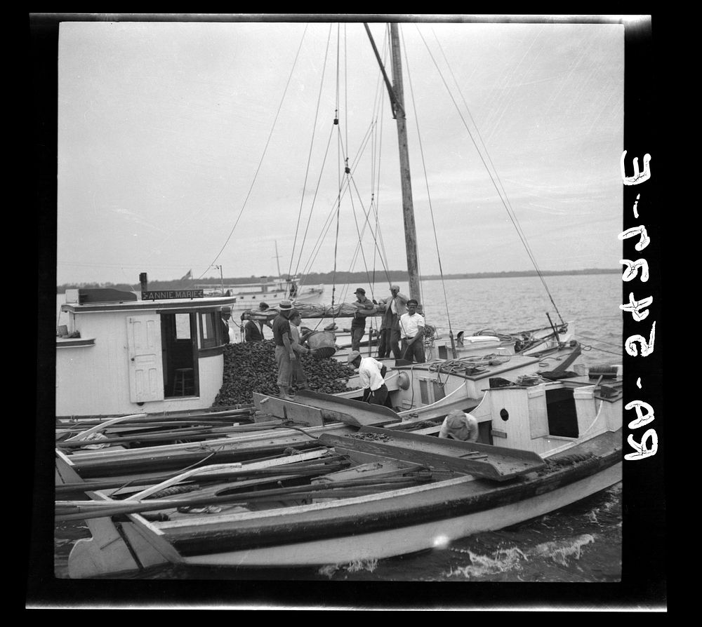 The buy boat of the oyster fleet. Rock Point, Maryland. Sourced from the Library of Congress.