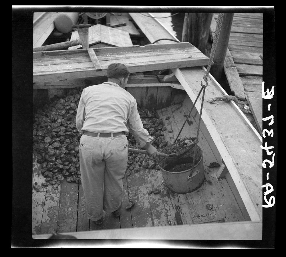 Unloading the oyster boat. Rock Point, Maryland. Sourced from the Library of Congress.