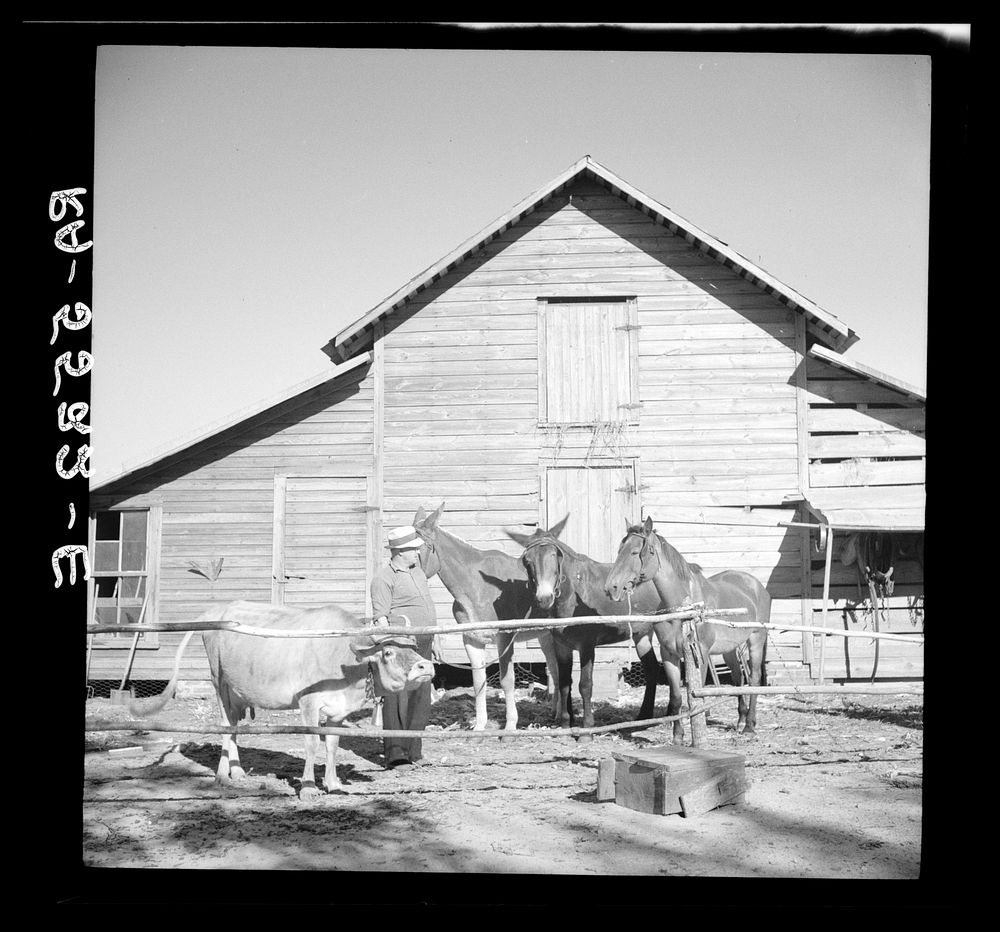 A successful rehabilitation client and some of the farm animals purchased with Resettlement Administration aid. Kinston…