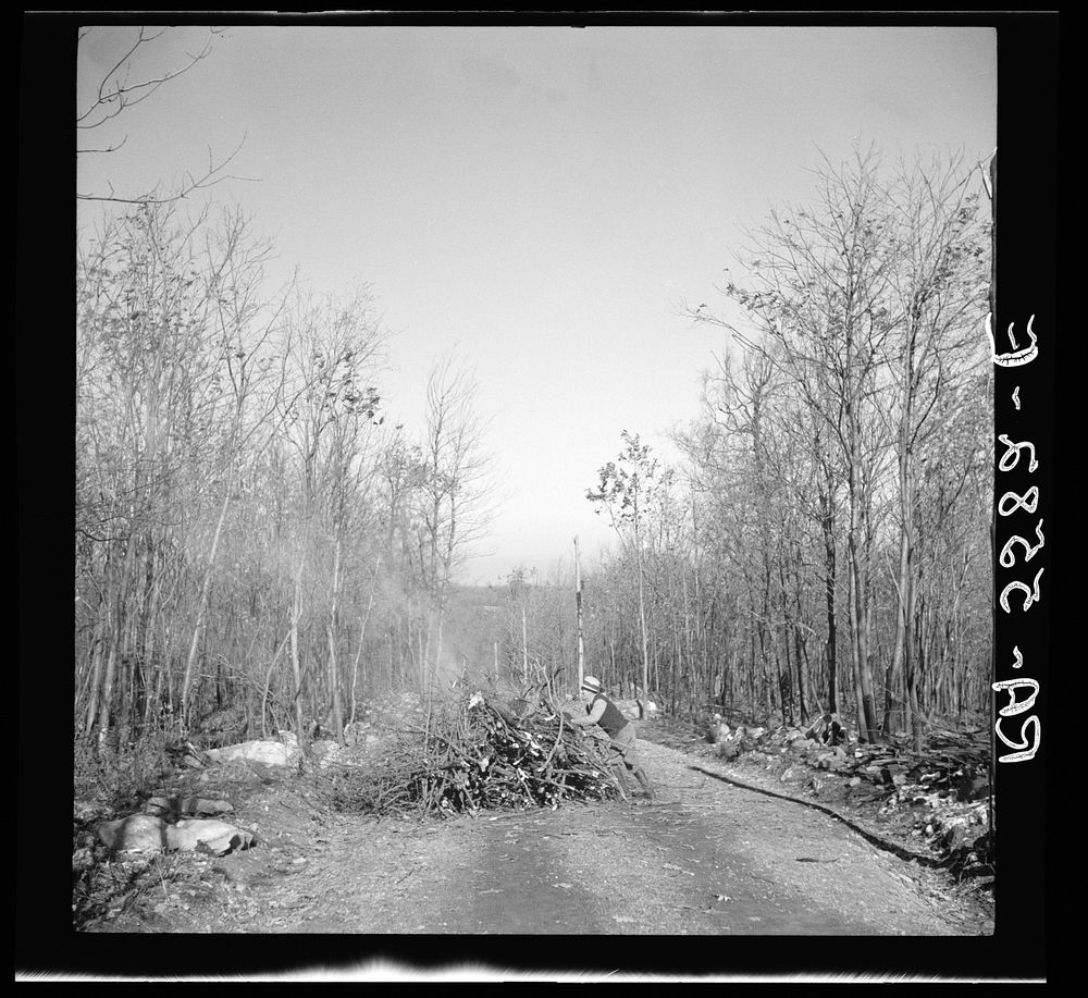 Timber stand improvement. Burning brush in the road. Garrett County, Maryland. Sourced from the Library of Congress.