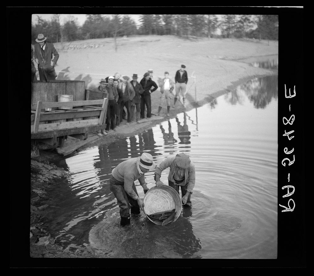 Stocking the twenty-five acre lake with fish. Greenbelt, Maryland. Sourced from the Library of Congress.
