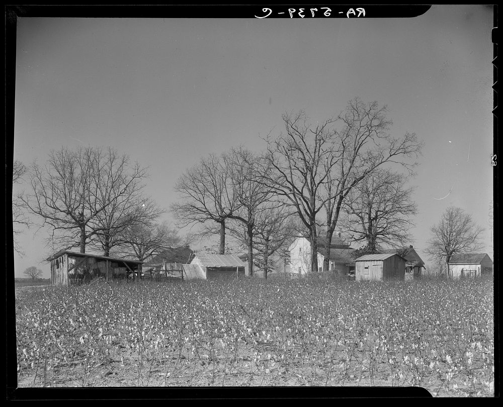 Southern lethargy leaves cotton in the fields long after time for picking. Tract number 453. Johnson County, North Carolina.…