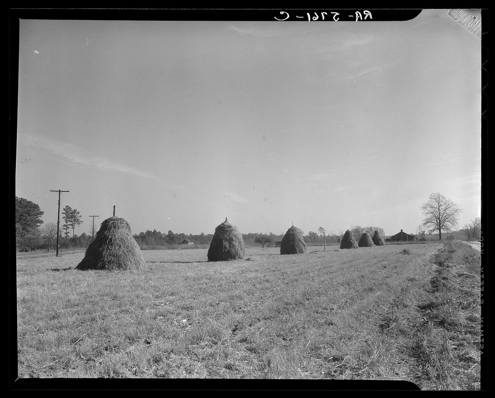 Haystacks. Johnson County, North Carolina. Sourced from the Library of Congress.