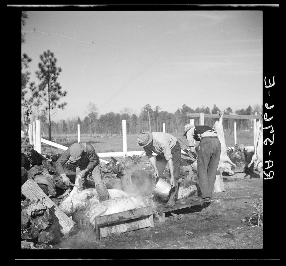 C.D. Grant, homesteader, enlists aid of his neighbor to butcher hogs for the winter. Penderlea Homesteads, North Carolina.…