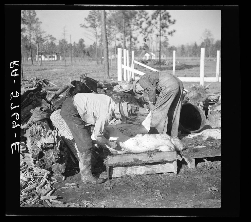 C.D. Grant, homesteader, enlists aid of his neighbor to butcher hogs for the winter. Penderlea Homesteads, North Carolina.…